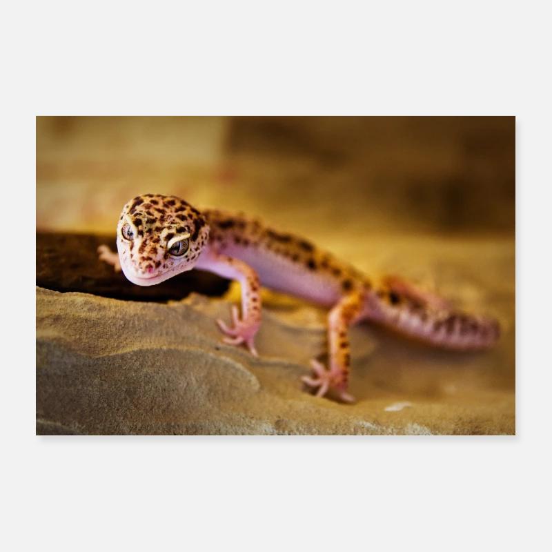 Gecko, Leopard Gecko, Reptile Poster 36" x 24" (90x60 cm)