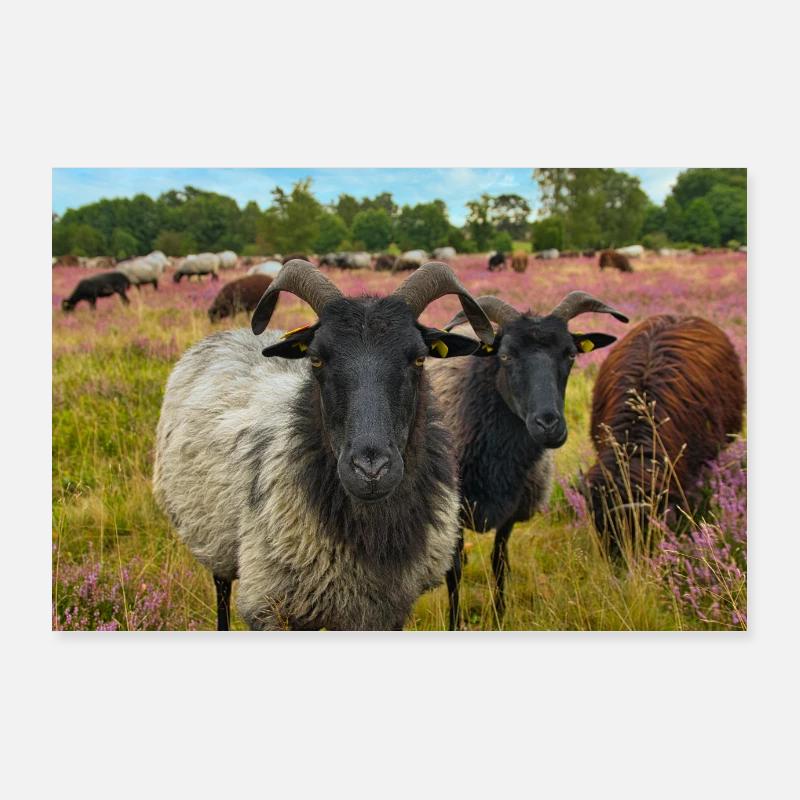 Heidschnucken in der Lüneburger Heide bei Undeloh Poster 90x60 cm