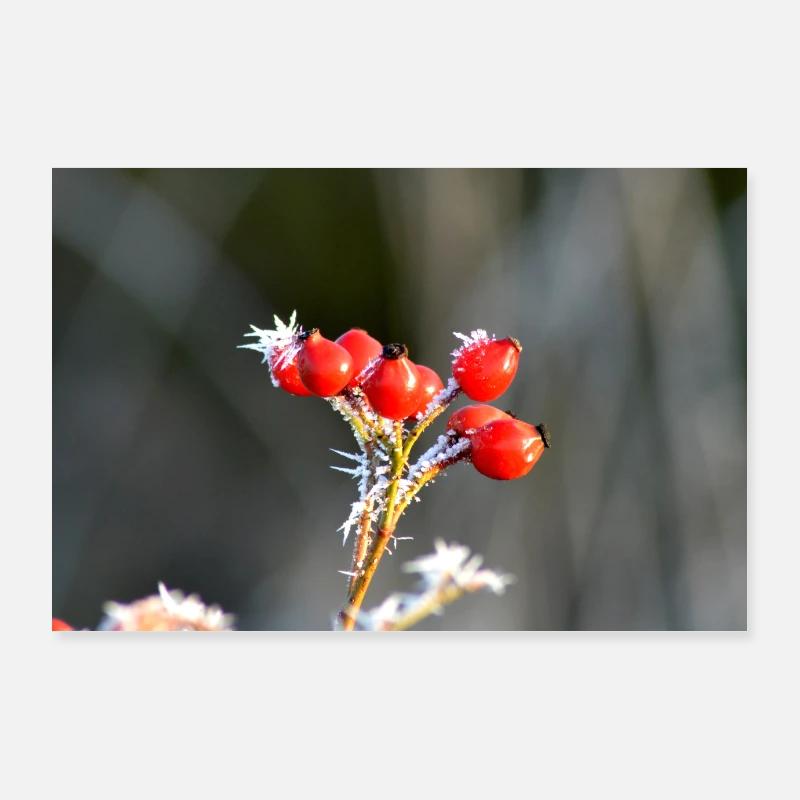Rose hip Poster 36" x 24" (90x60 cm)