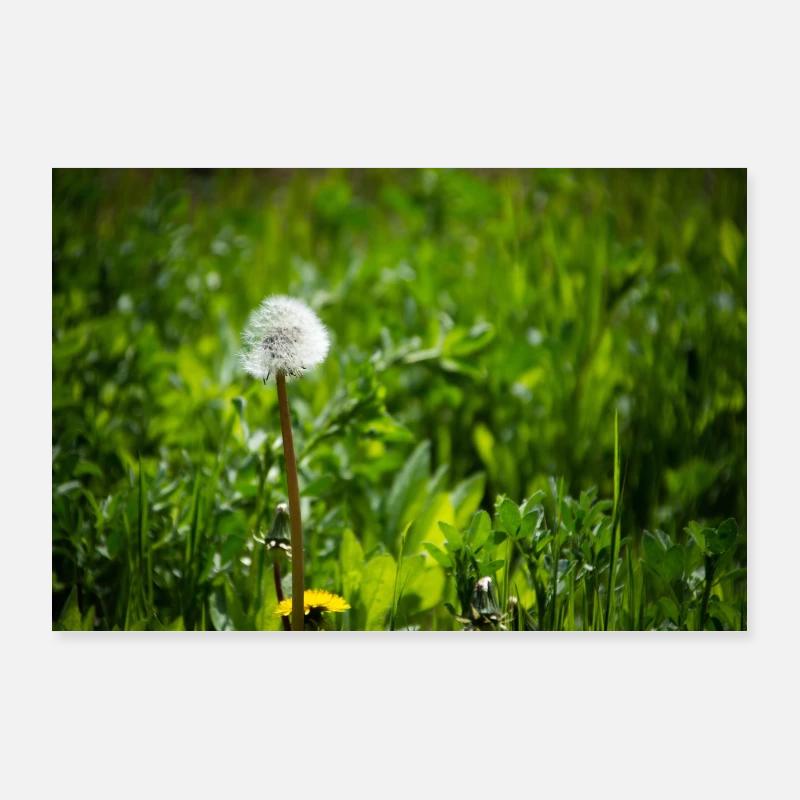 Pusteblume Poster 90x60 cm