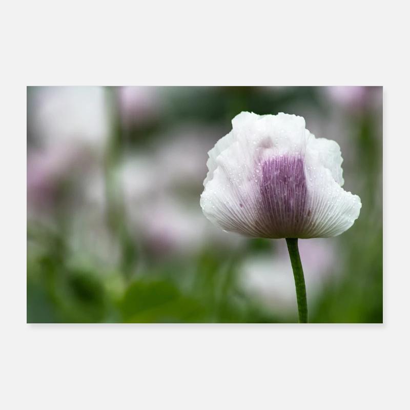 Mohnblume violett/weiß Poster 90x60 cm