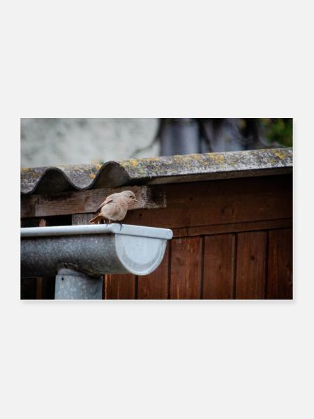 little birdy - Poster 90x60 cm - Weiß - Vorne