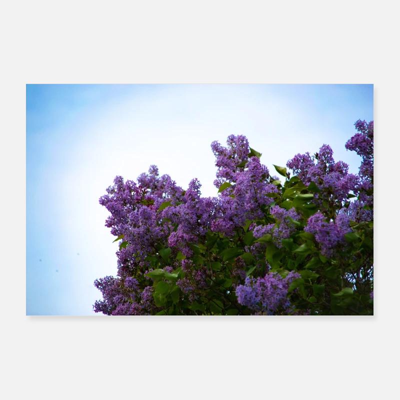 violetter Flieder Poster 90x60 cm