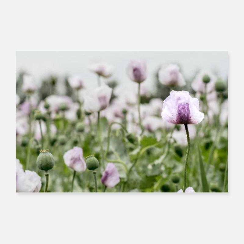 Mohnblumenfeld Poster 90x60 cm