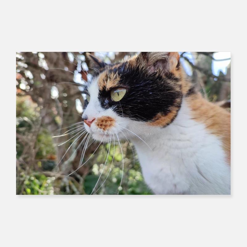 Katze - Poster 90x60 cm - Weiß