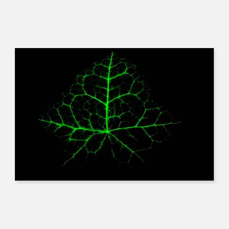 Affiche - Chaotic Ivy Leaf - Poster 90 x 60 cm - blanc