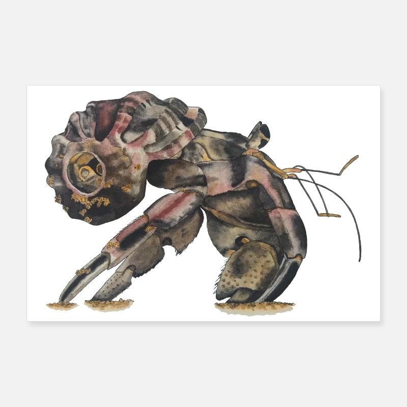 Hermit crabs Sp Poster 36" x 24" (90x60 cm)