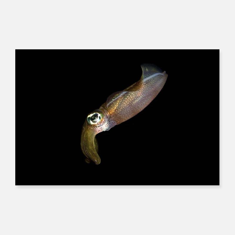 Kalmar Squid Poster 90x60 cm