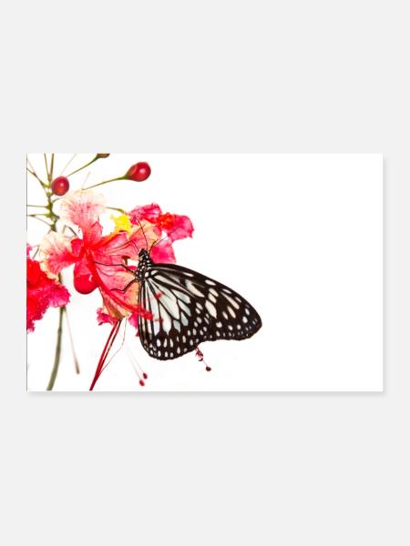 Schmetterling Butterfly Poster - Poster 90x60 cm - Weiß - Vorne