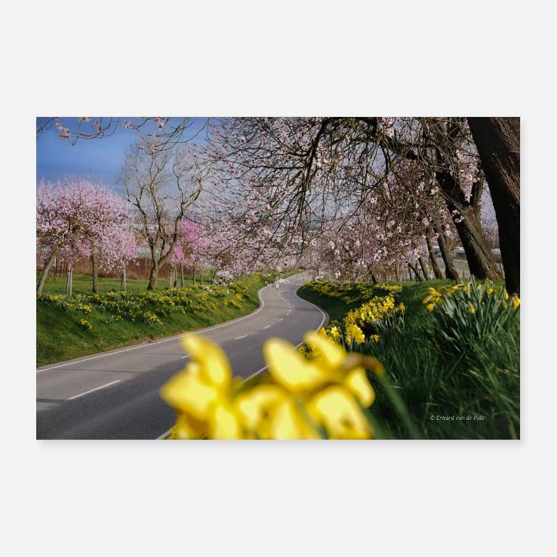 Almond blossom Poster 36" x 24" (90x60 cm)