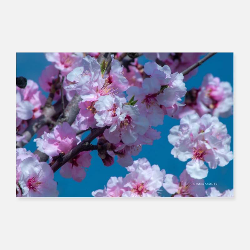 Blossom Party Poster 36" x 24" (90x60 cm)