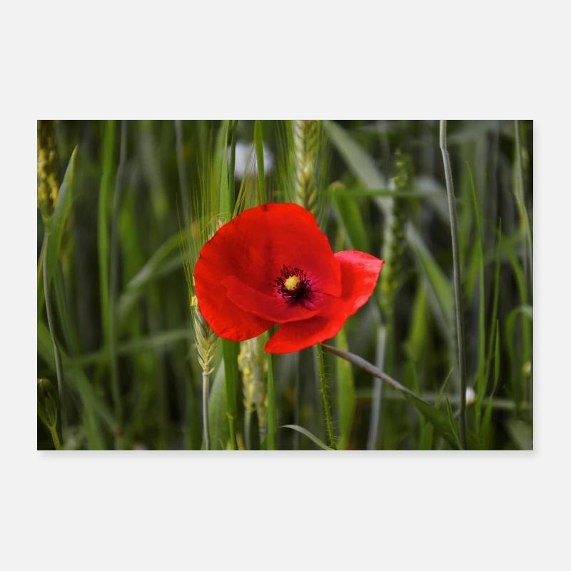 Coquelicot. Poster 90 x 60 cm