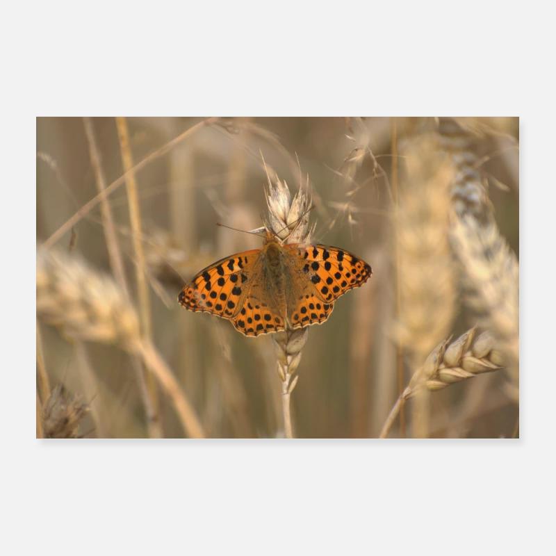 Schmetterling auf dem Mais. - Poster 90x60 cm - Weiß