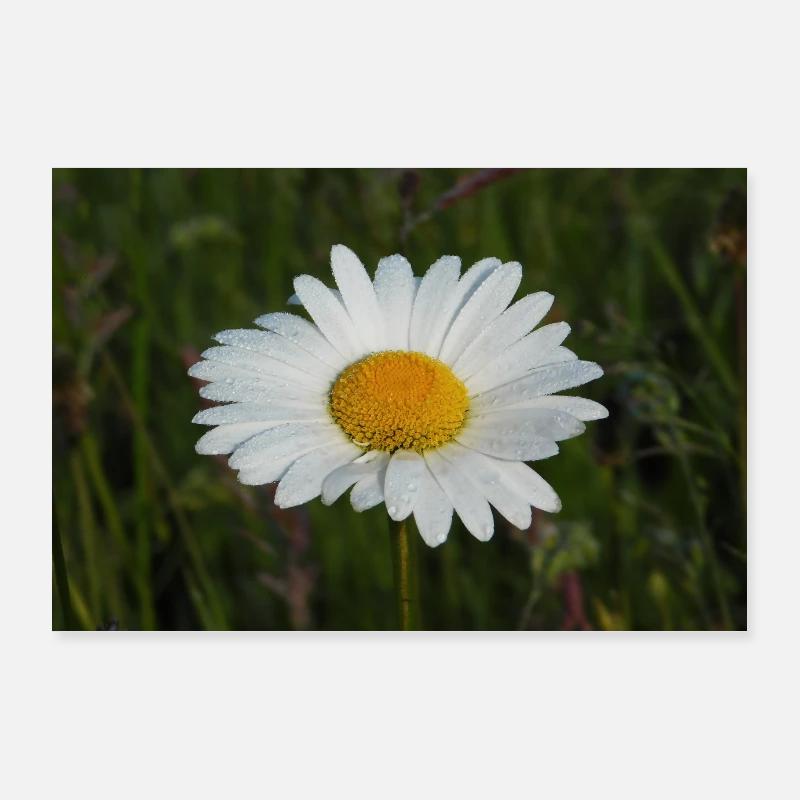 Camomille. Poster 90 x 60 cm