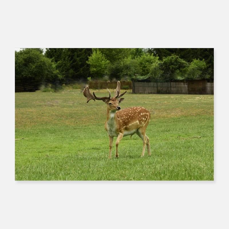 Damhirsch Poster 90x60 cm