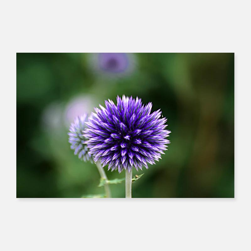 Fleur bleue. Poster 90 x 60 cm