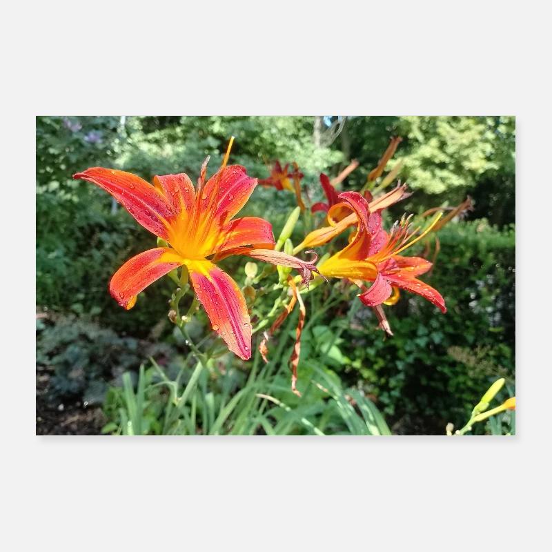 RED LILY WITH MORNING DEW Poster 36" x 24" (90x60 cm)