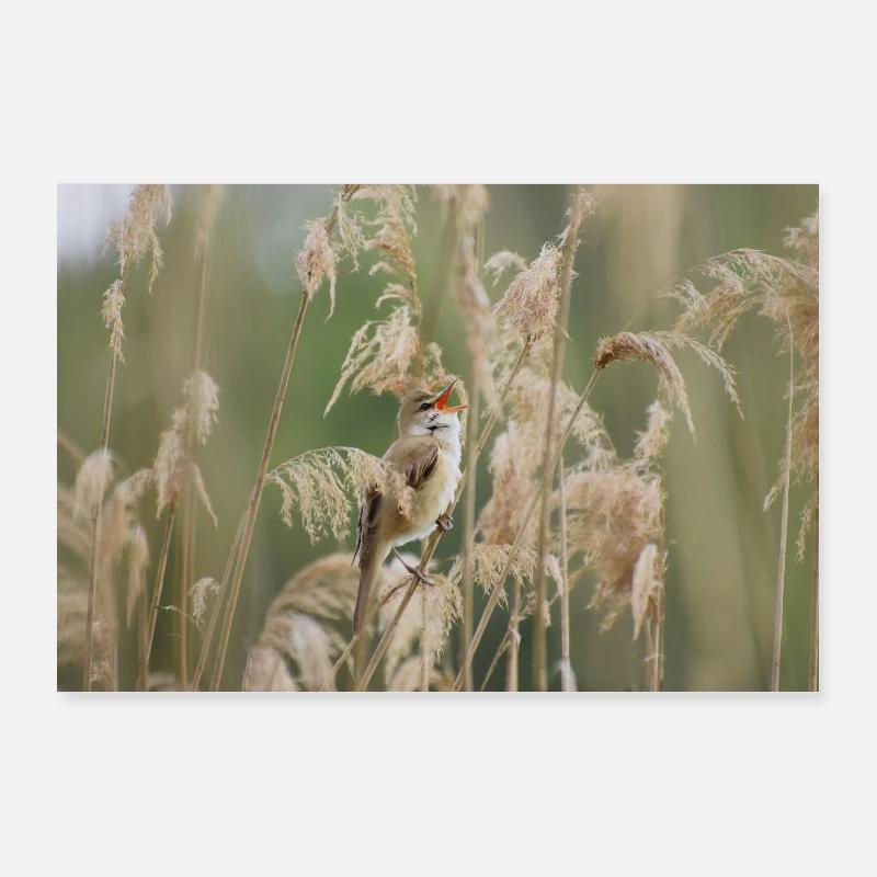 Singing Reed Warbler. Poster 36" x 24" (90x60 cm)