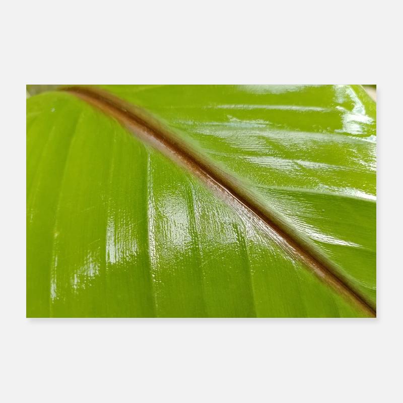 Banana tree Poster 36" x 24" (90x60 cm)