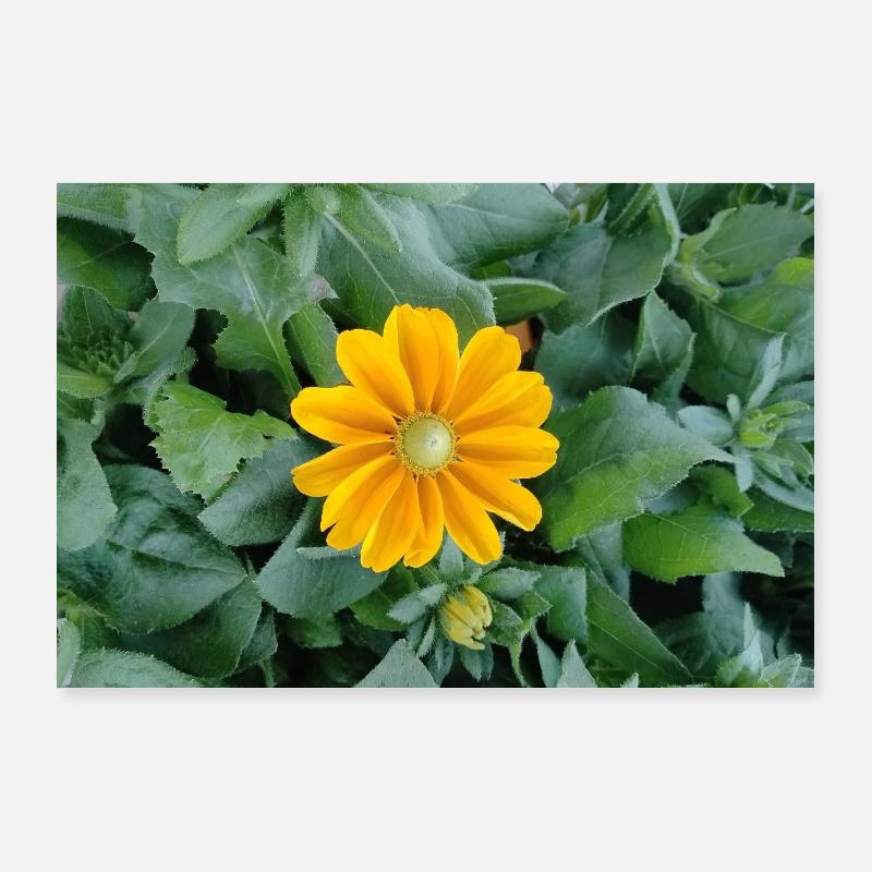 Gelbe Strahlenblüte Poster 90x60 cm