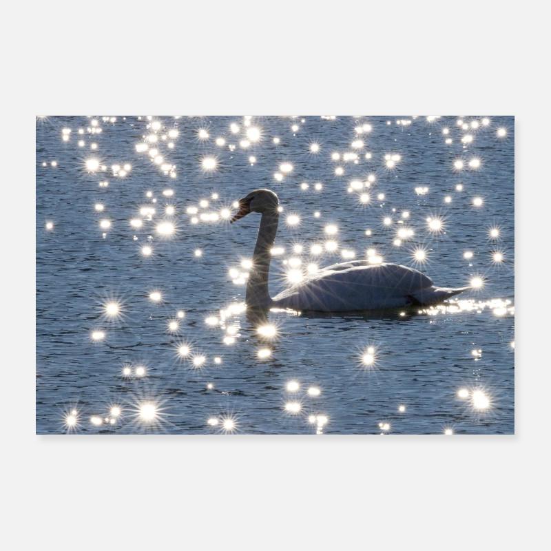 Schwan mit Sonnensternen Poster 90x60 cm