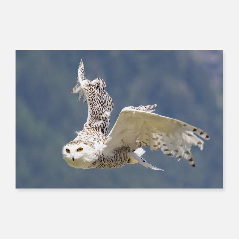Schneeeule - Poster 90x60 cm - Weiß