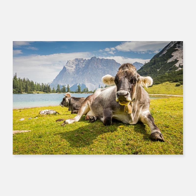 Kühe am Sebensee Poster 90x60 cm