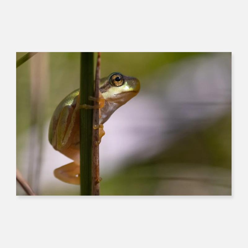 Tree frog Poster 36" x 24" (90x60 cm)