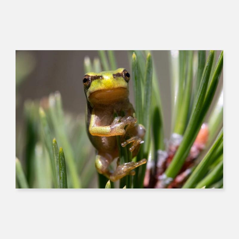 Tree frog Poster 36" x 24" (90x60 cm)