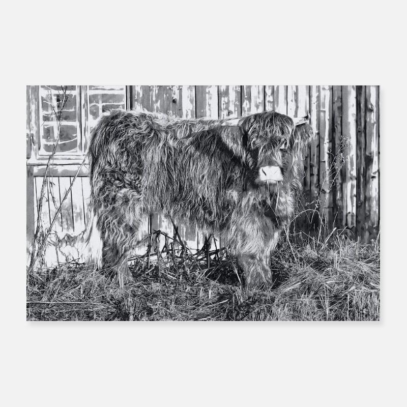 Highland cattle Poster 36" x 24" (90x60 cm)