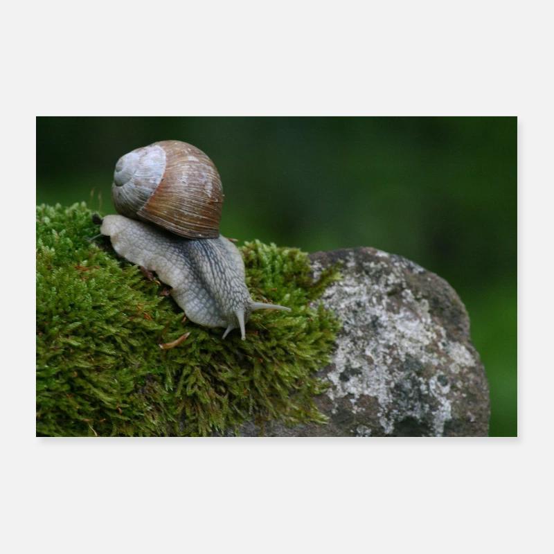 Escargot sur mousse Poster 90 x 60 cm