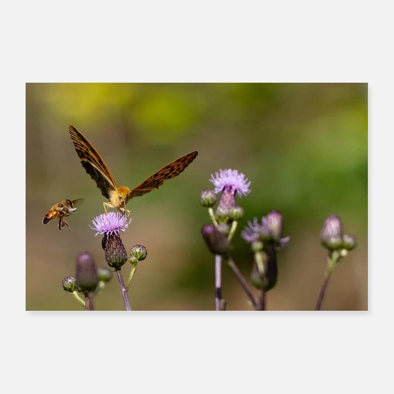 Kaisermantel Poster 90x60 cm