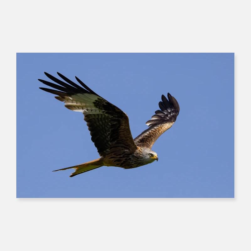 Rotmilan im Flug - Poster 90x60 cm - Weiß