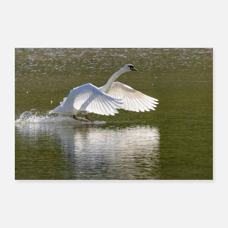 Swan landing Poster 36" x 24" (90x60 cm)