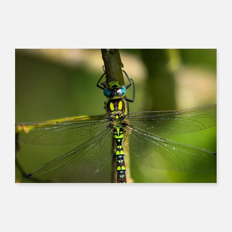 Hawker libellule gros plan - photographie vibrante Poster 90 x 60 cm