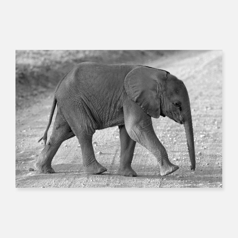 Bébé éléphant Poster 90 x 60 cm