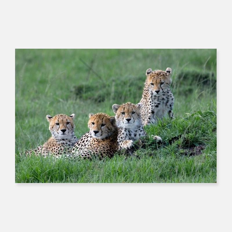 Guépard - Poster 90 x 60 cm - blanc