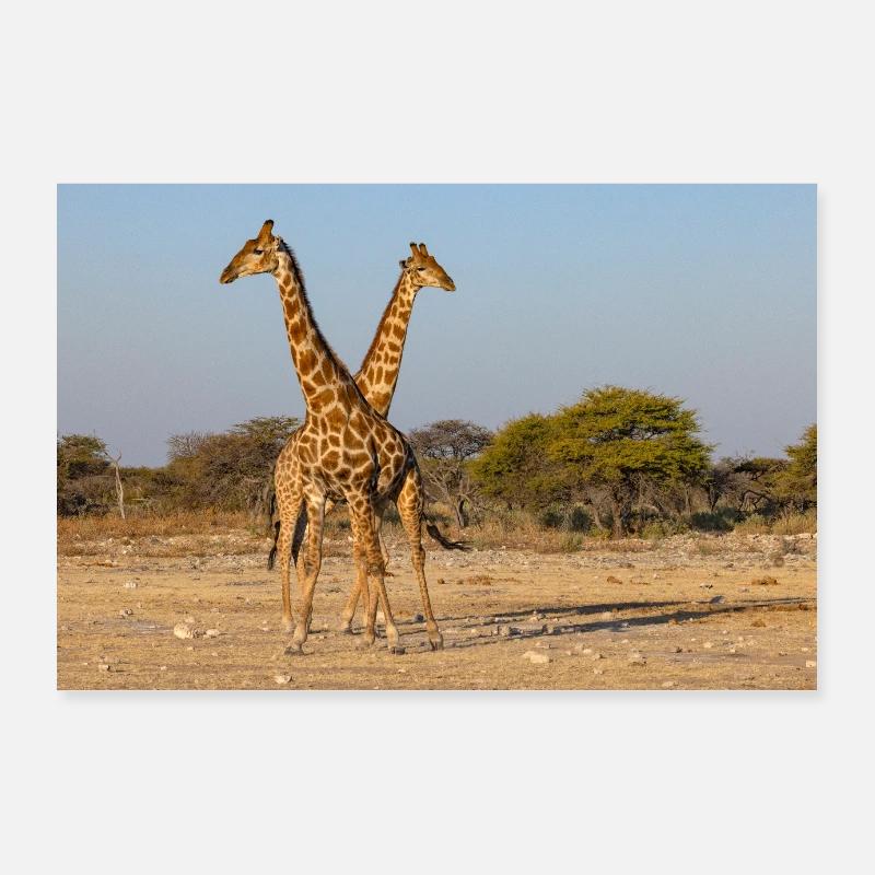 Girafes - Poster 90 x 60 cm - blanc