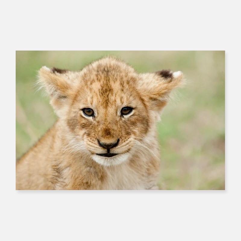 Bébé Lion Poster 90 x 60 cm