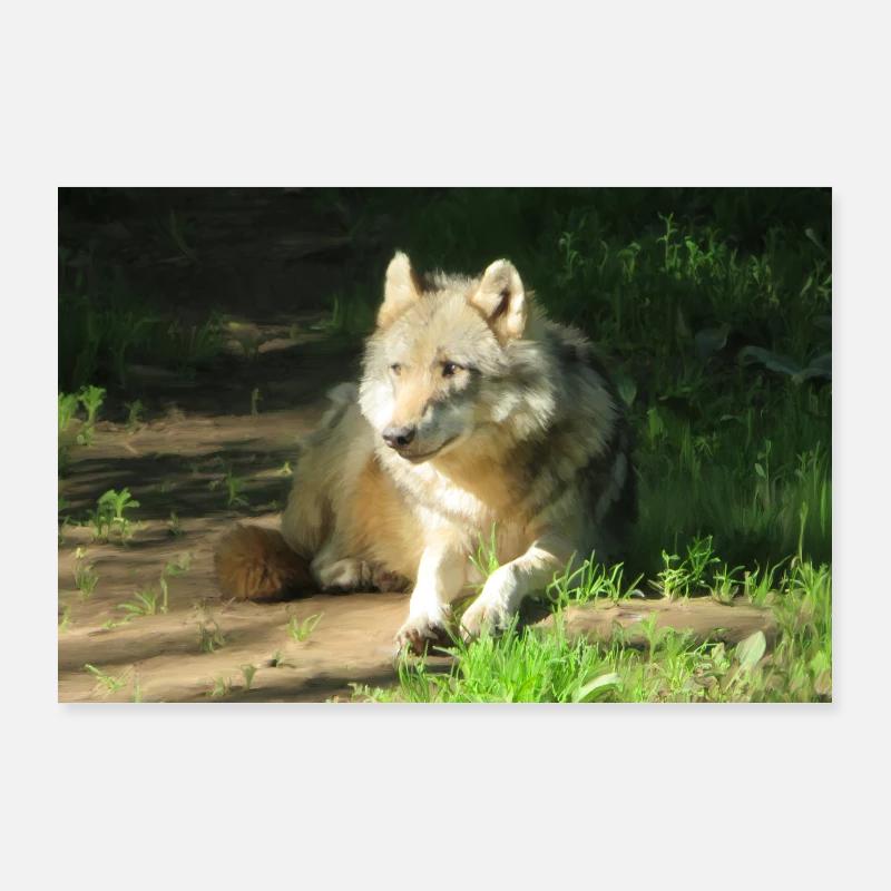 Einsamer Wolf - Ölgemälde - Poster 90x60 cm - Weiß