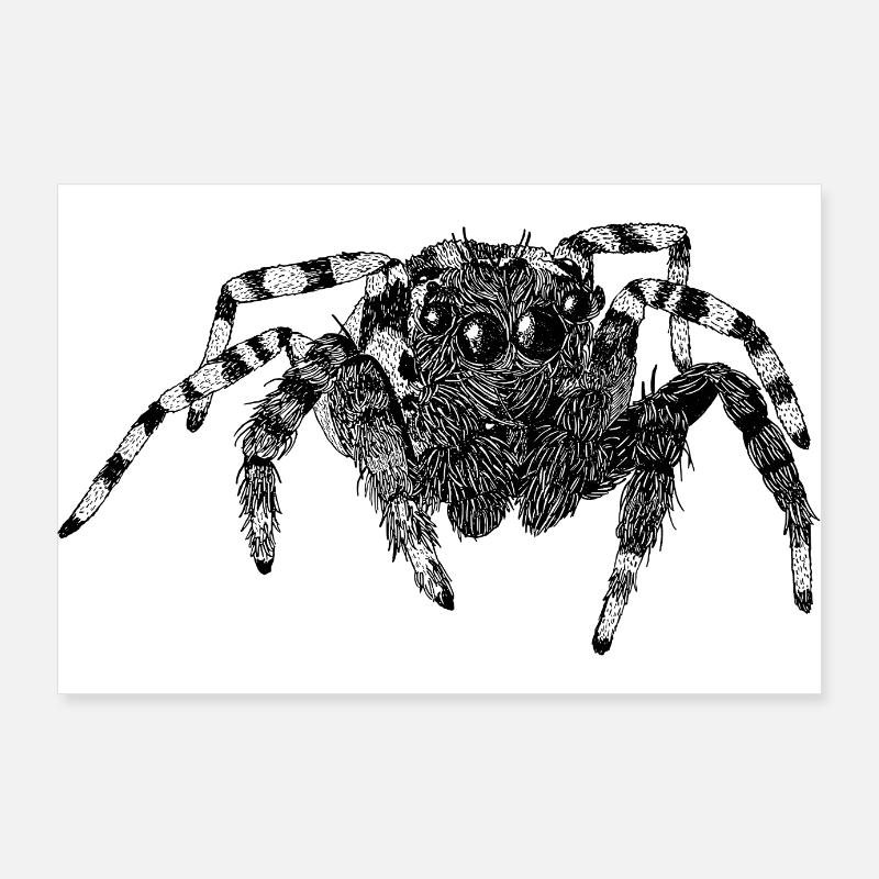 Araignée sauteuse Araignée mignonne Phidippus Arachnide Poster 90 x 60 cm