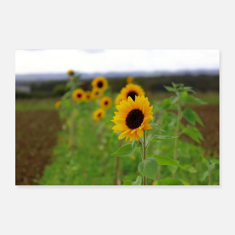 Sonnenblume - Poster 90x60 cm - Weiß