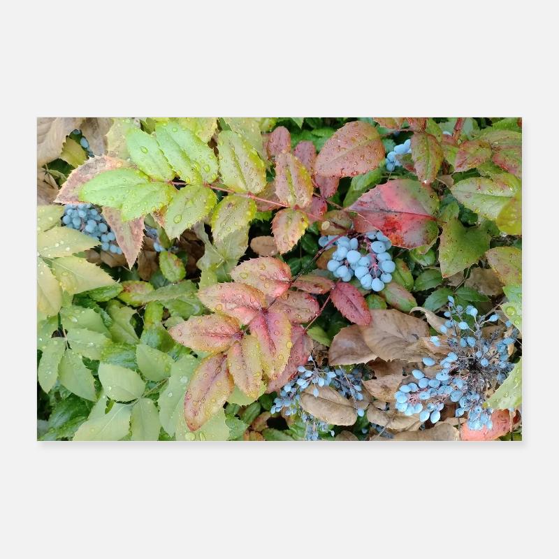 Mahonia / Autumn touch - Poster 90x60 cm - Weiß