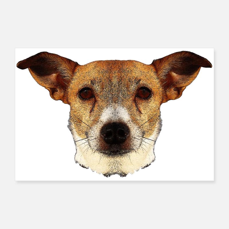 tolle geschenkideen, Jack russel terrier gesicht Poster 90x60 cm