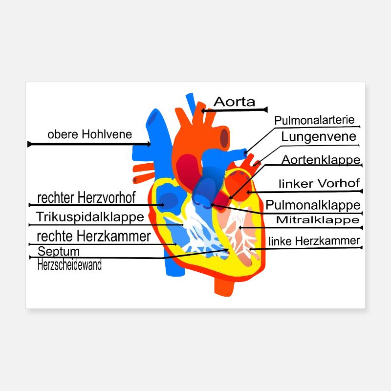 Anatomisches Herz, Cor, Poster 90x60 cm