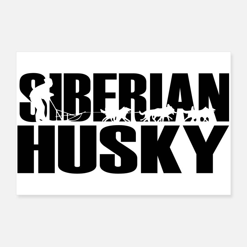 Huskies Husky Sibérien Poster 90 x 60 cm