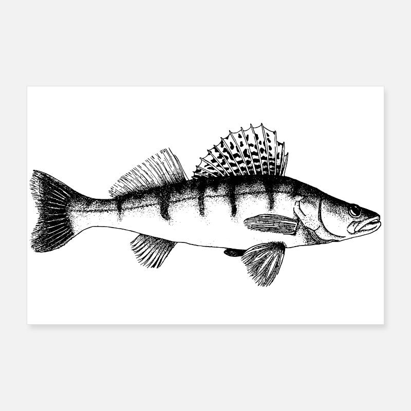 Zander Motiv Poster 90x60 cm