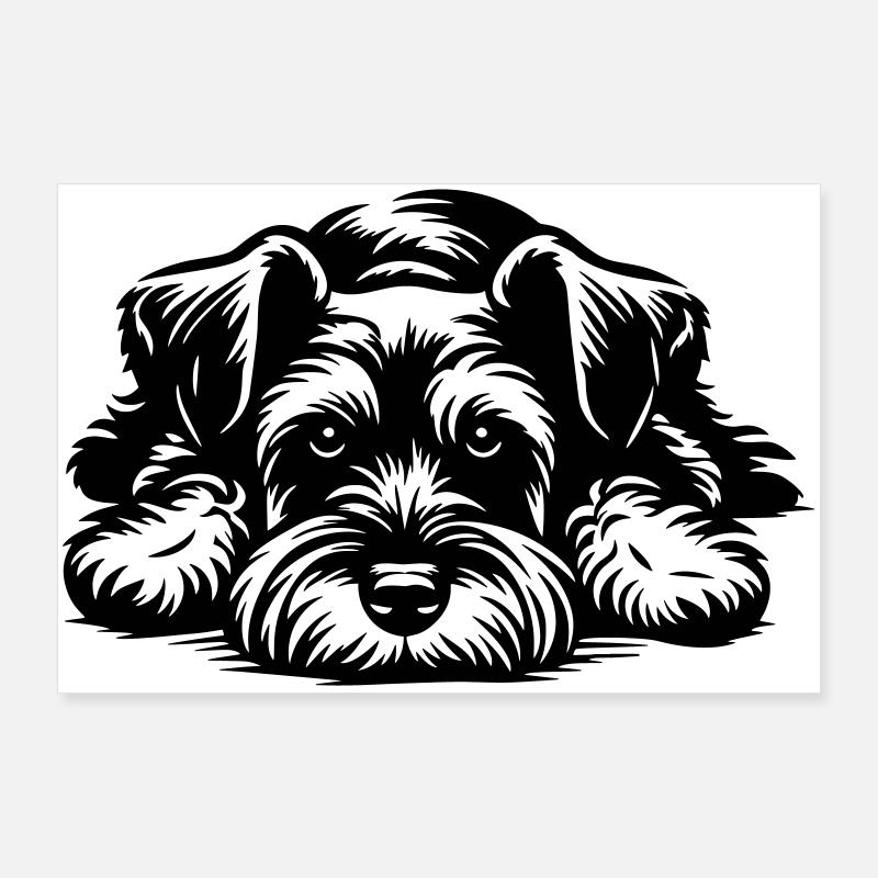 Dvergschnauzer Poster 90x60 cm