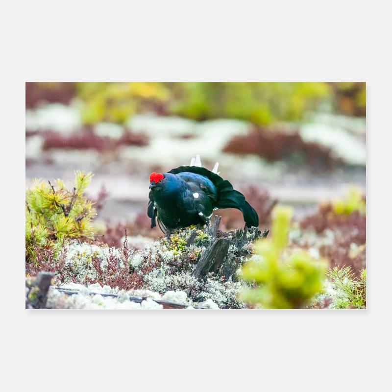 Birkhahn im Moos DSC 3331 Poster 30x20 cm
