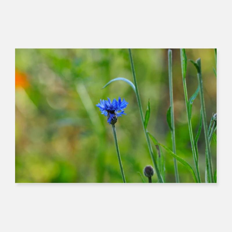 Bleuet Poster 30 x 20 cm